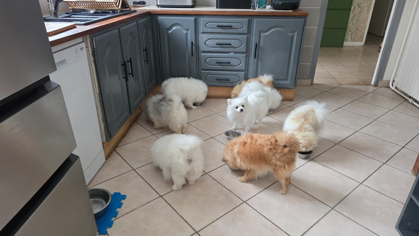 Nos compagnons vivent dans un cadre familiale