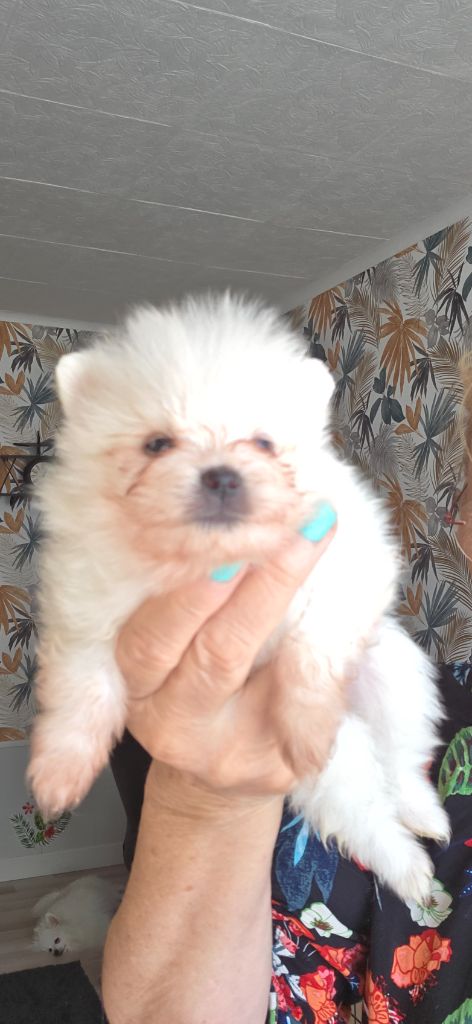 du jardin de Mesoz - Chiots disponibles - Spitz allemand