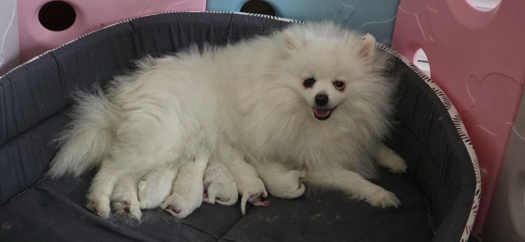 du jardin de Mesoz - Chiots disponibles - Spitz allemand