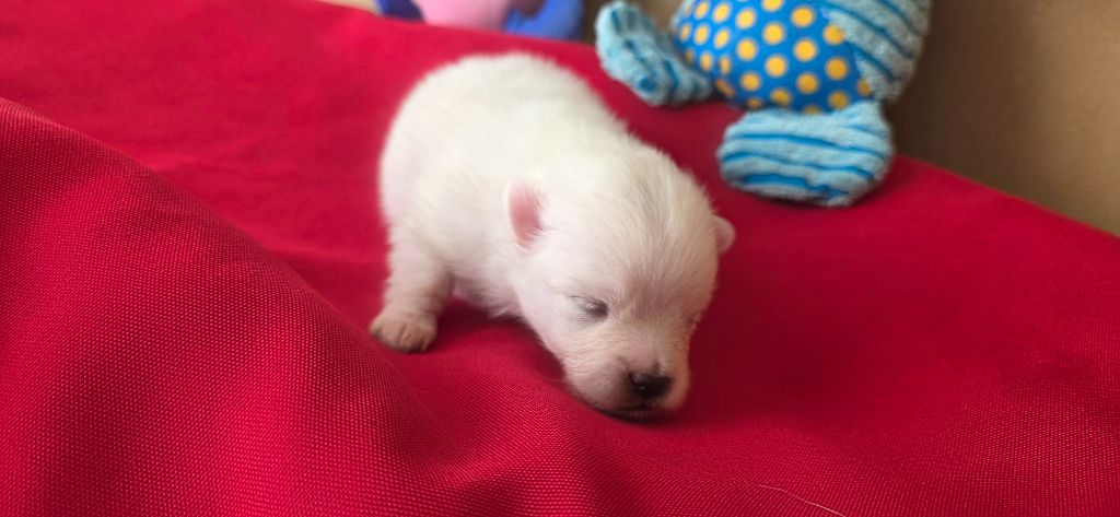 du jardin de Mesoz - Chiots disponibles - Spitz allemand