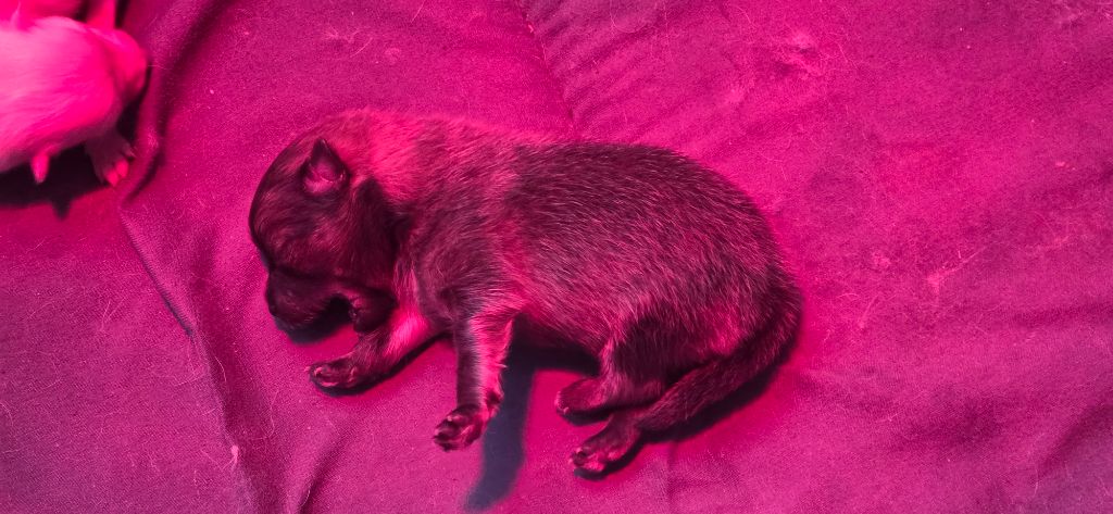 du jardin de Mesoz - Chiots disponibles - Spitz allemand