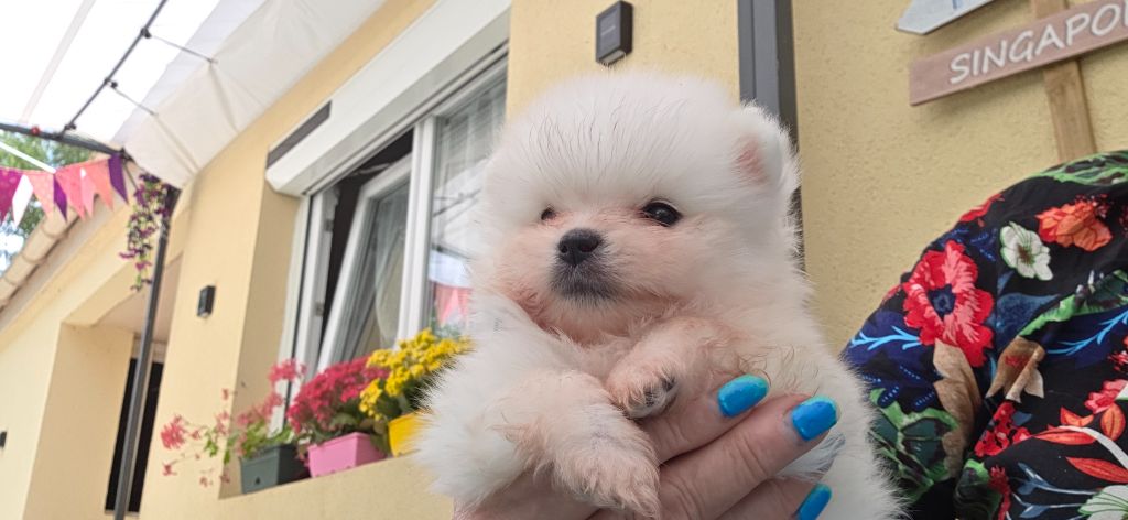 du jardin de Mesoz - Chiots disponibles - Spitz allemand