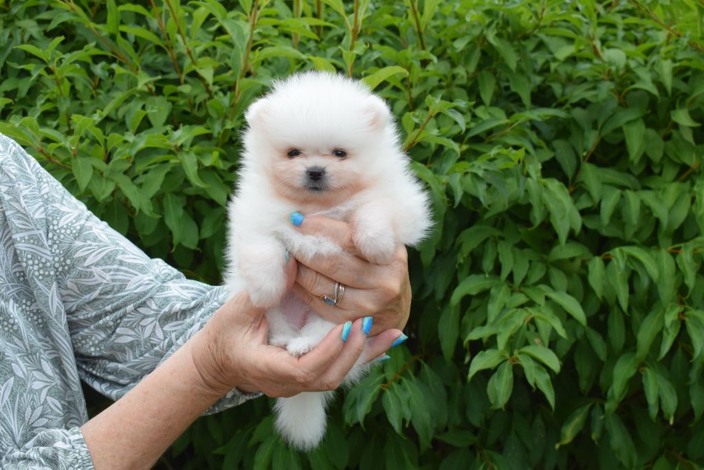 du jardin de Mesoz - Chiots disponibles - Spitz allemand