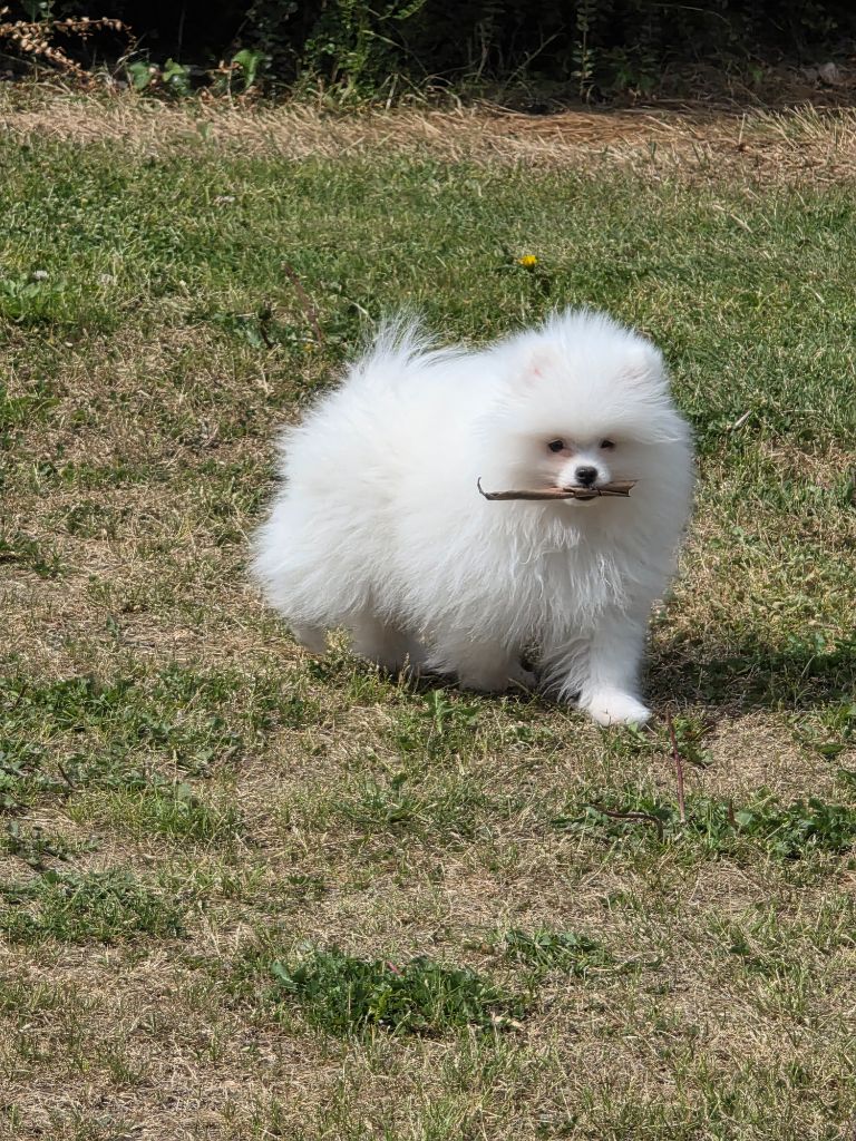 du jardin de Mesoz - Chiots disponibles - Spitz allemand