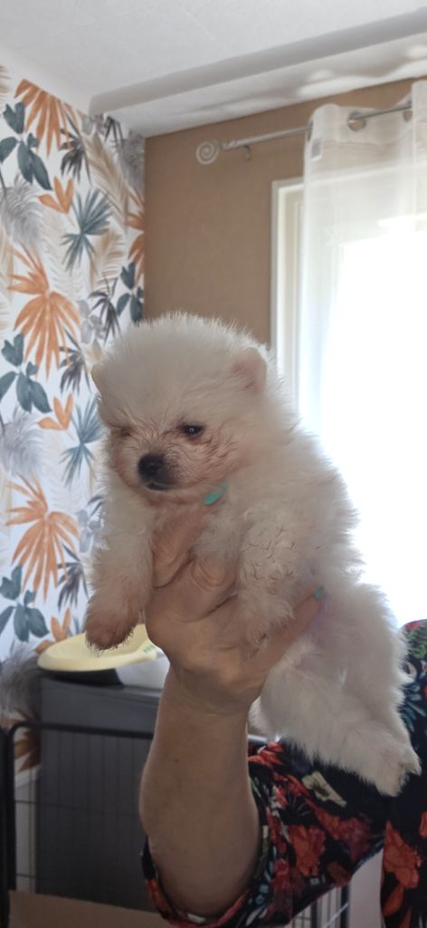 du jardin de Mesoz - Chiots disponibles - Spitz allemand