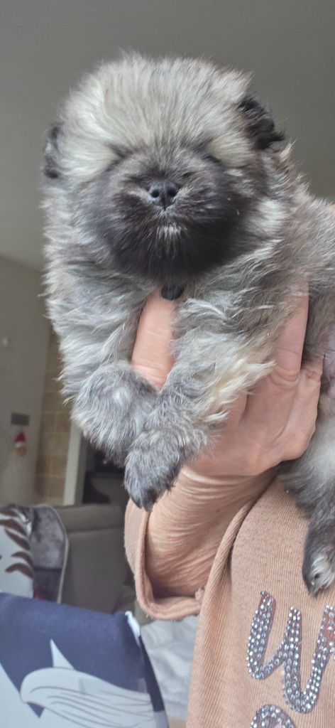 du jardin de Mesoz - Chiots disponibles - Spitz allemand