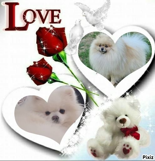 Chiot Spitz allemand du jardin de Mesoz