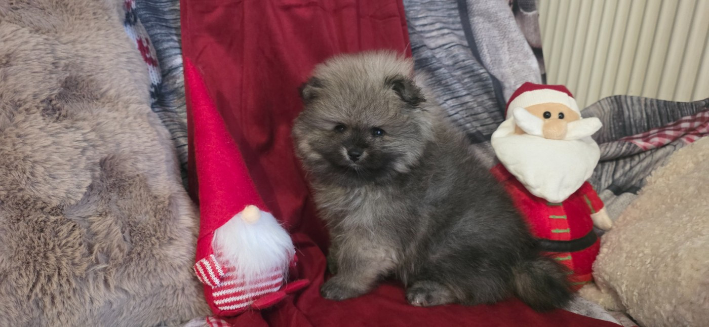 du jardin de Mesoz - Chiots disponibles - Spitz allemand