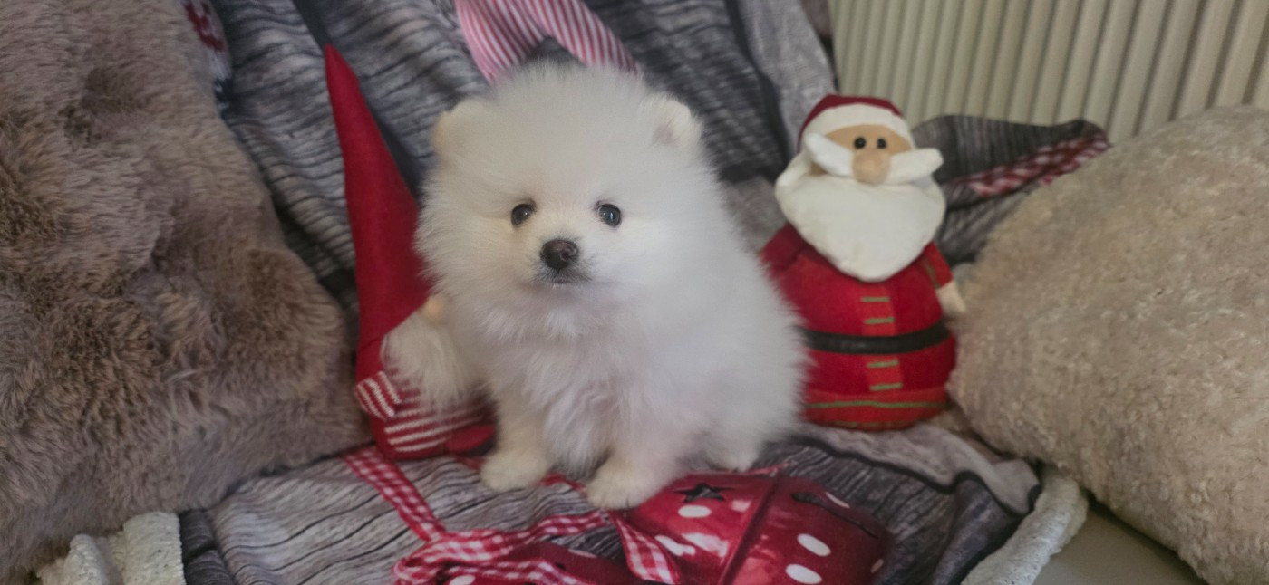 du jardin de Mesoz - Chiots disponibles - Spitz allemand