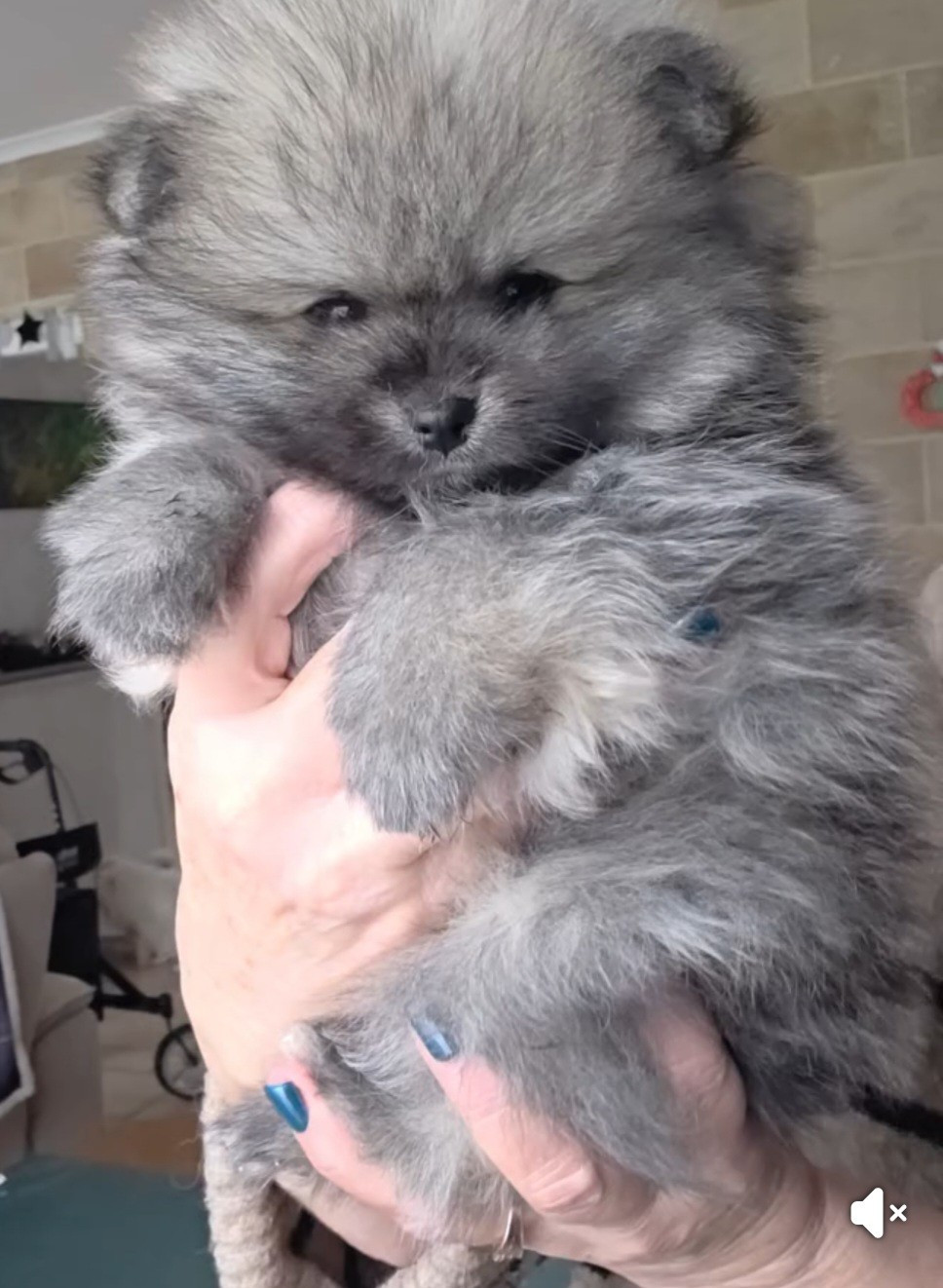 du jardin de Mesoz - Chiots disponibles - Spitz allemand