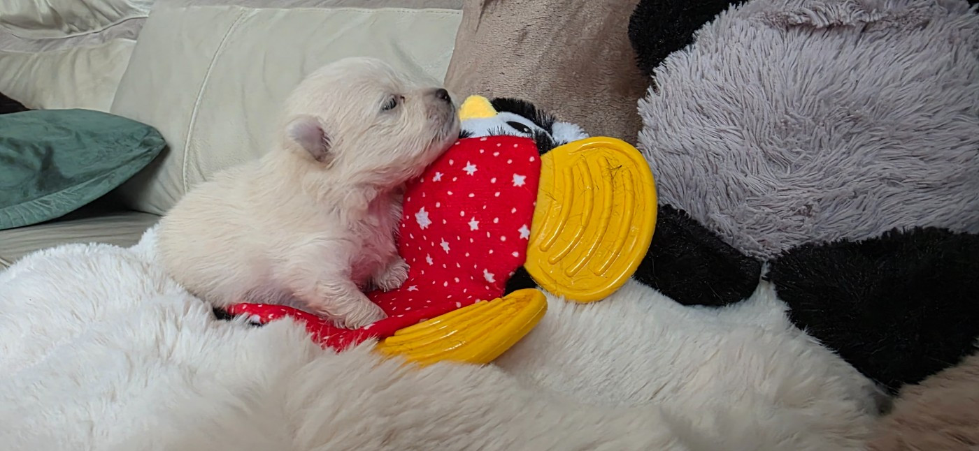 du jardin de Mesoz - Chiots disponibles - Spitz allemand