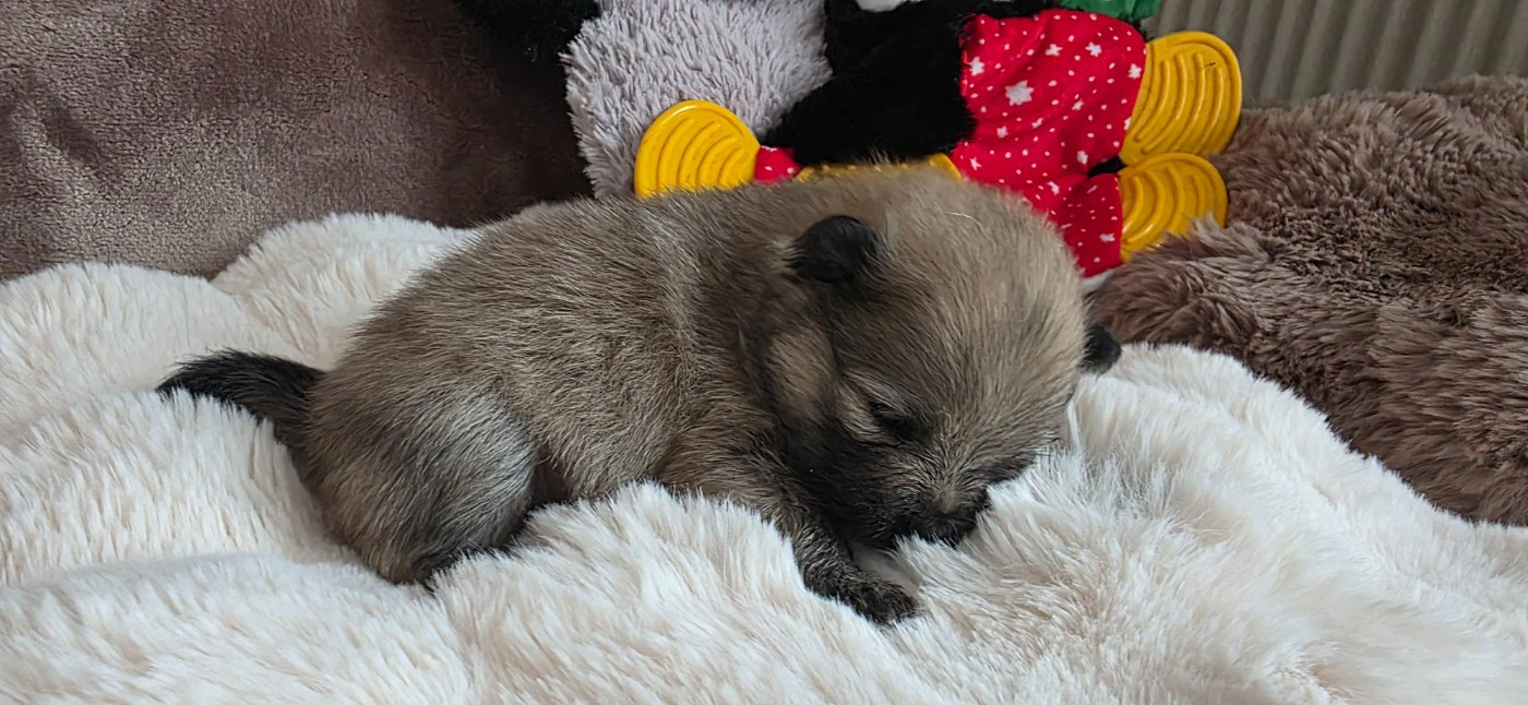 du jardin de Mesoz - Chiots disponibles - Spitz allemand