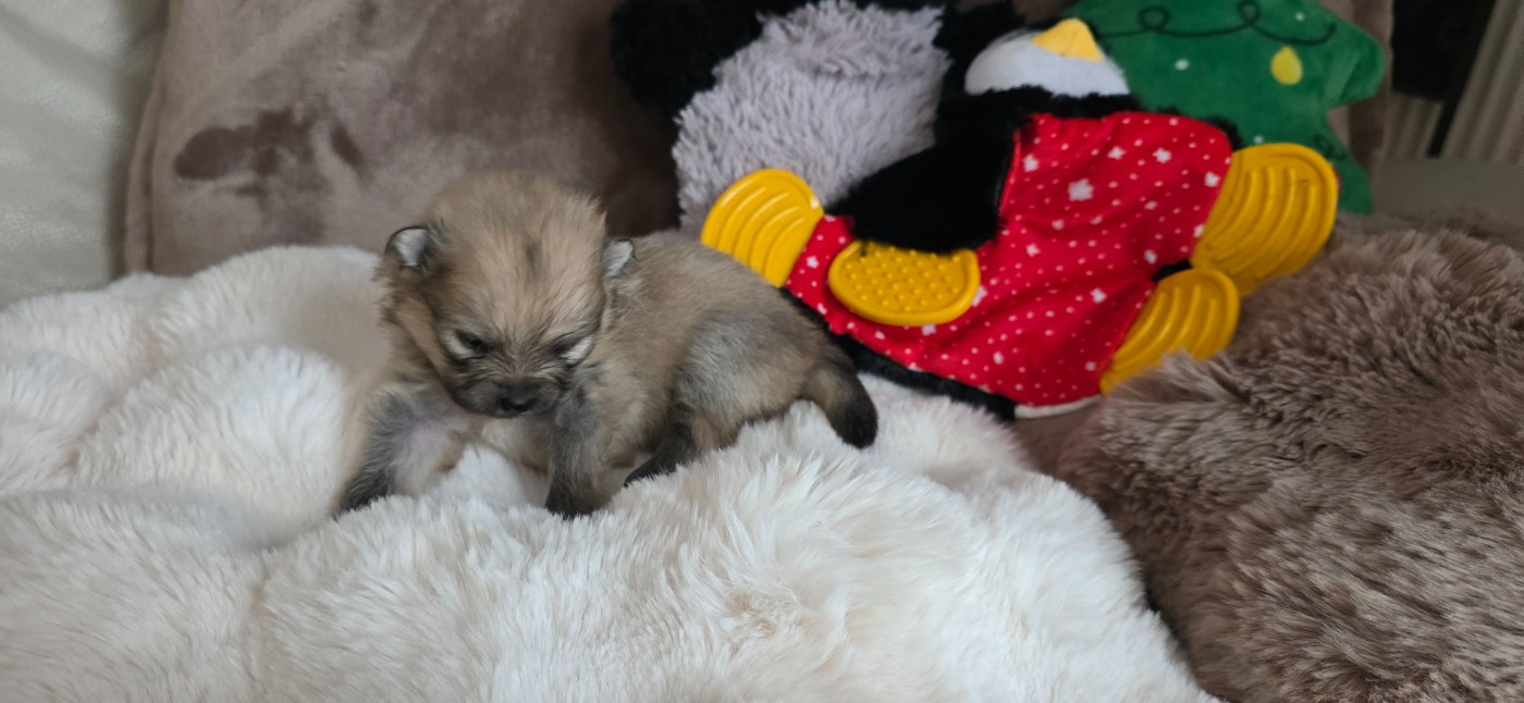 du jardin de Mesoz - Chiots disponibles - Spitz allemand