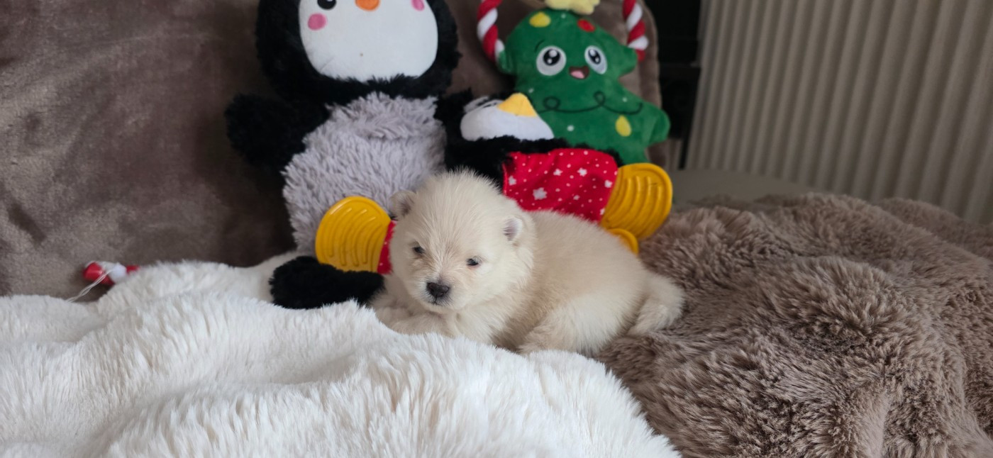 du jardin de Mesoz - Chiots disponibles - Spitz allemand