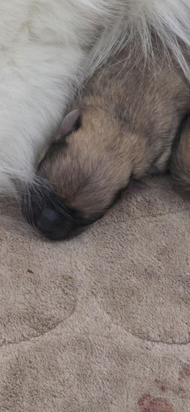 du jardin de Mesoz - Chiots disponibles - Spitz allemand