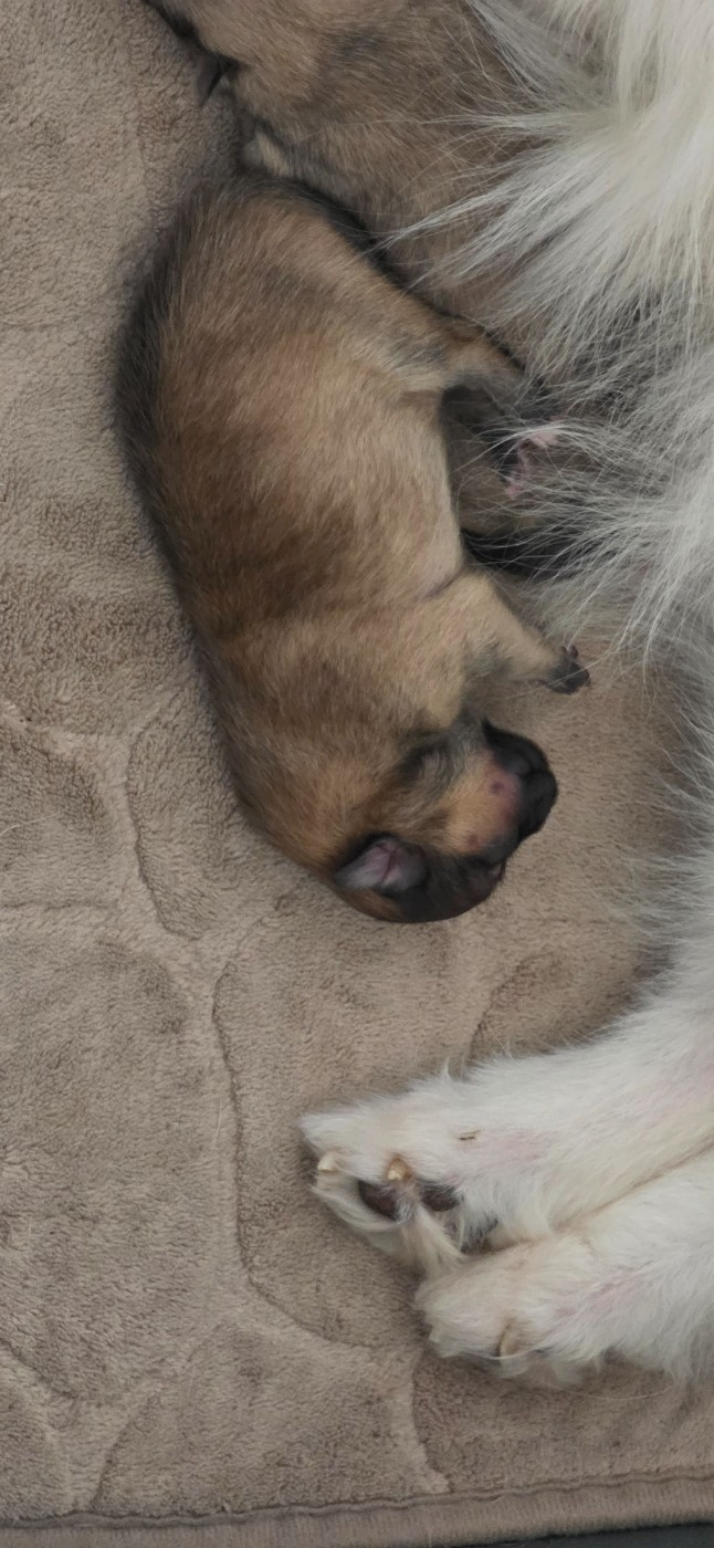 du jardin de Mesoz - Chiots disponibles - Spitz allemand