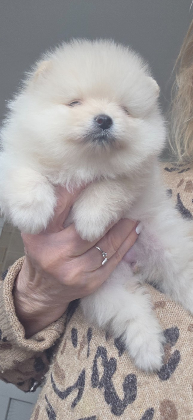 du jardin de Mesoz - Spitz allemand - Portée née le 18/01/2026