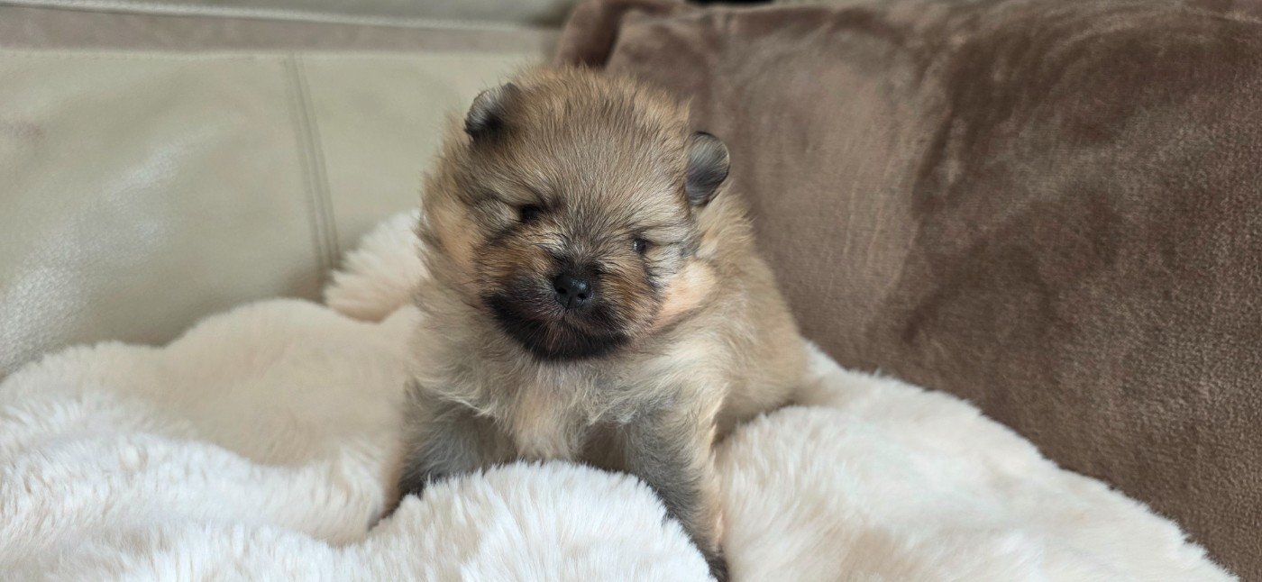 du jardin de Mesoz - Chiots disponibles - Spitz allemand