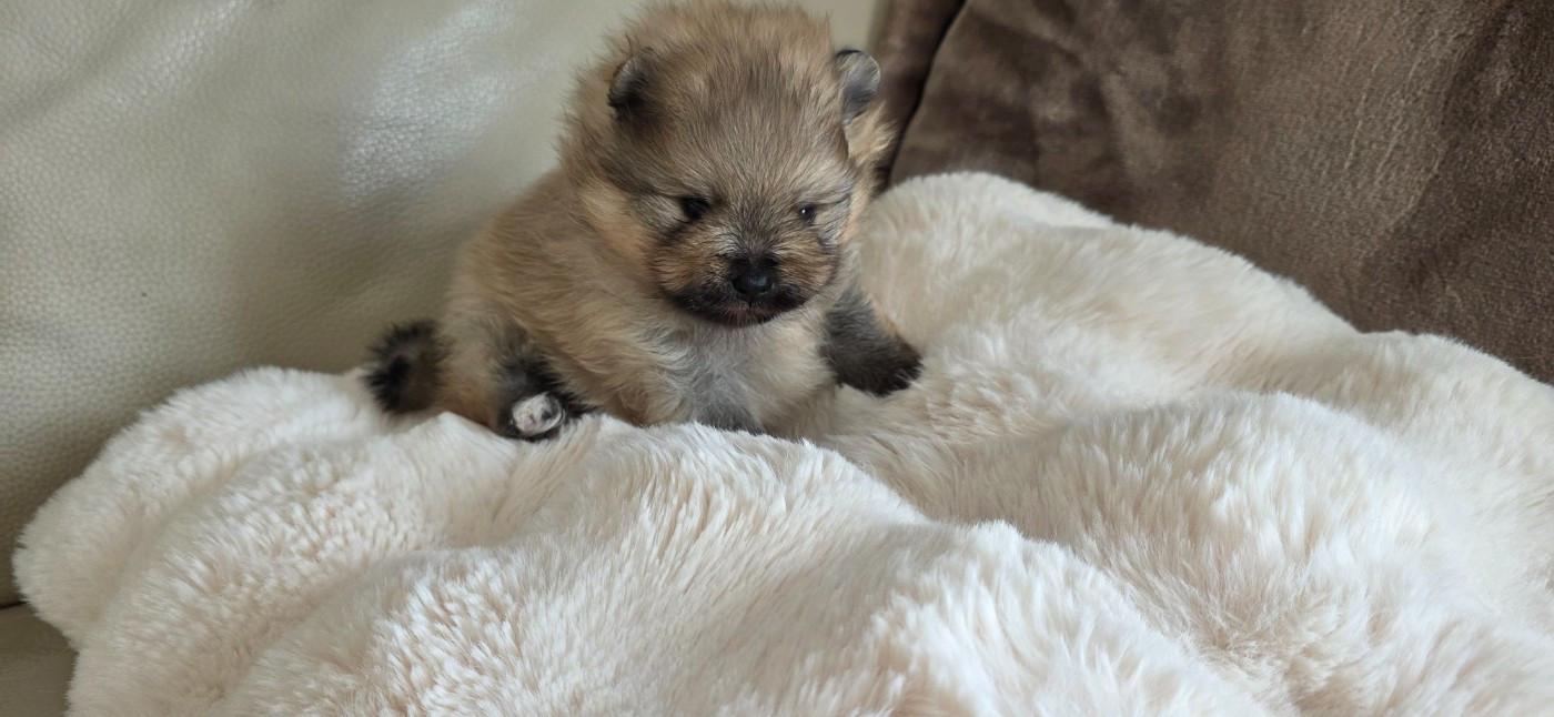 du jardin de Mesoz - Spitz allemand - Portée née le 03/02/2026