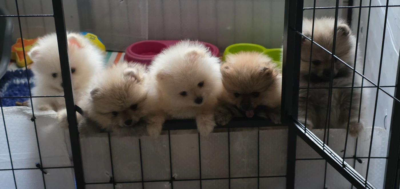 du jardin de Mesoz - Spitz allemand - Portée née le 18/01/2026