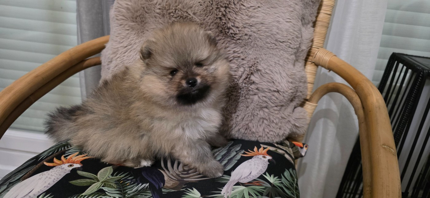 du jardin de Mesoz - Spitz allemand - Portée née le 03/02/2026