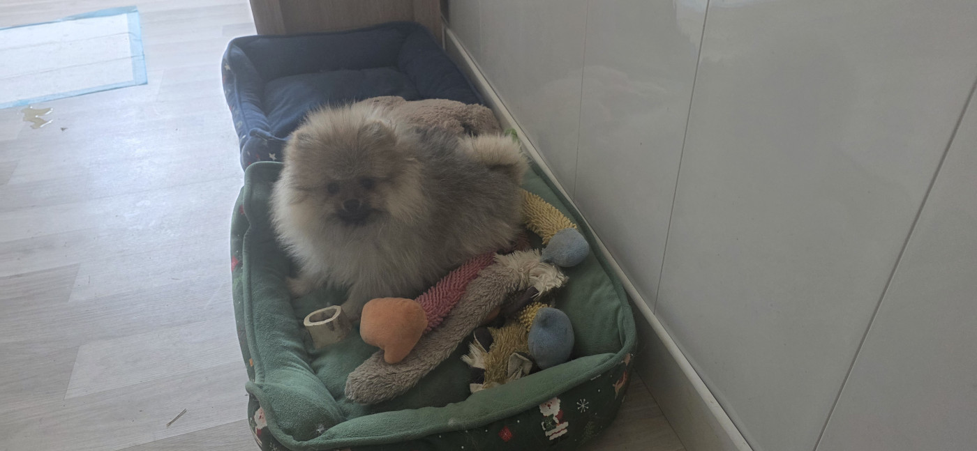 Chiot Spitz allemand du jardin de Mesoz