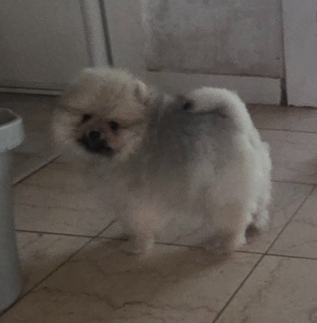 du jardin de Mesoz - Chiots disponibles - Spitz allemand