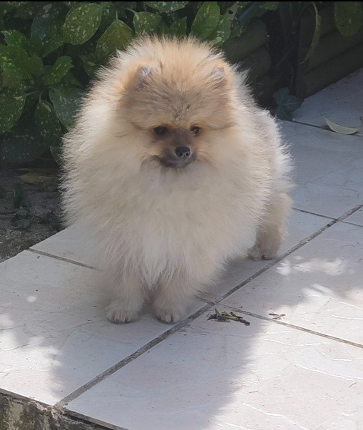 du jardin de Mesoz - Chiots disponibles - Spitz allemand