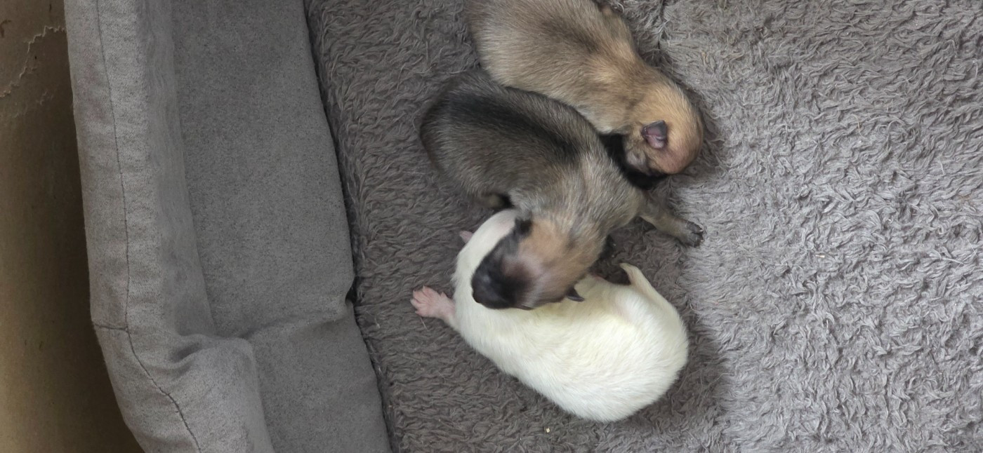 du jardin de Mesoz - Chiots disponibles - Spitz allemand
