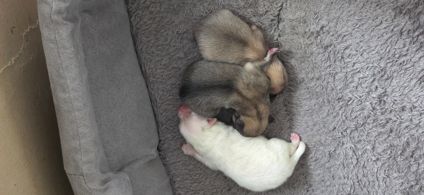 du jardin de Mesoz - Chiots disponibles - Spitz allemand