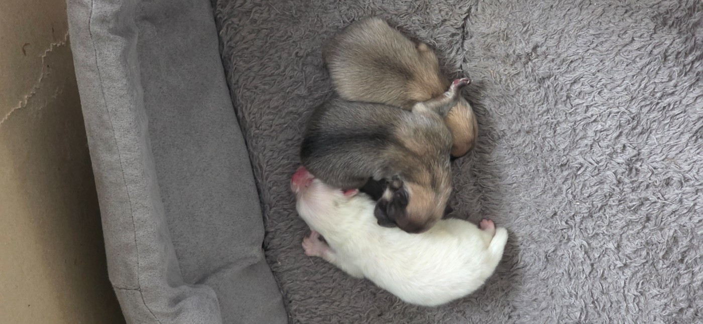 du jardin de Mesoz - Chiots disponibles - Spitz allemand