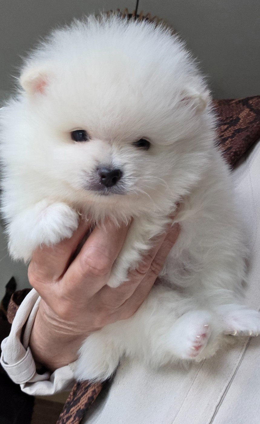 du jardin de Mesoz - Chiots disponibles - Spitz allemand