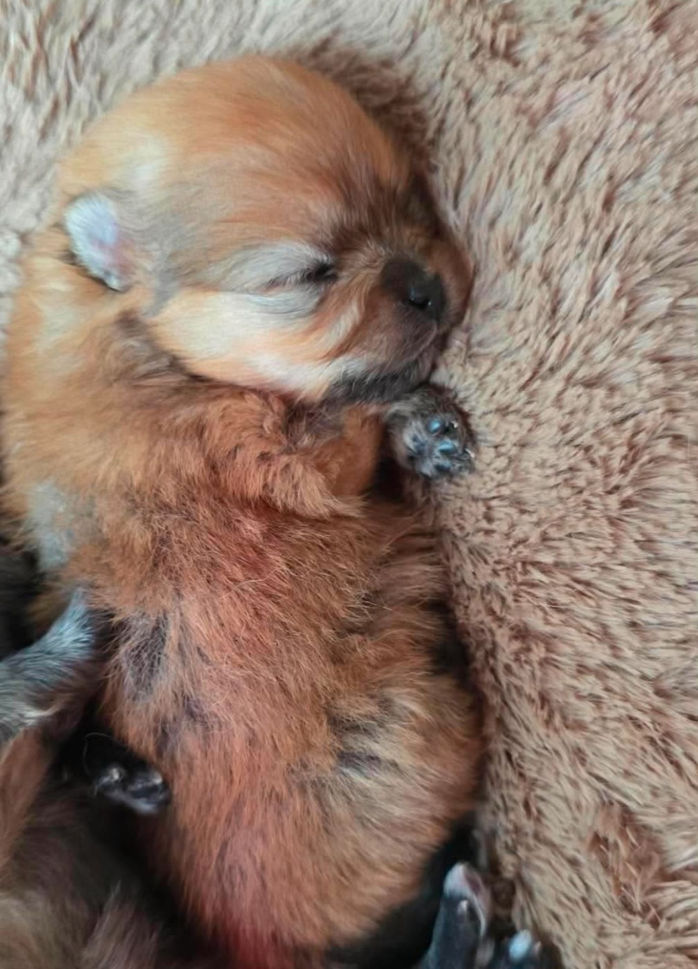 du jardin de Mesoz - Chiots disponibles - Spitz allemand