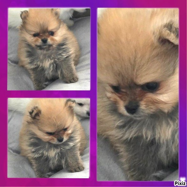 du jardin de Mesoz - Chiots disponibles - Spitz allemand