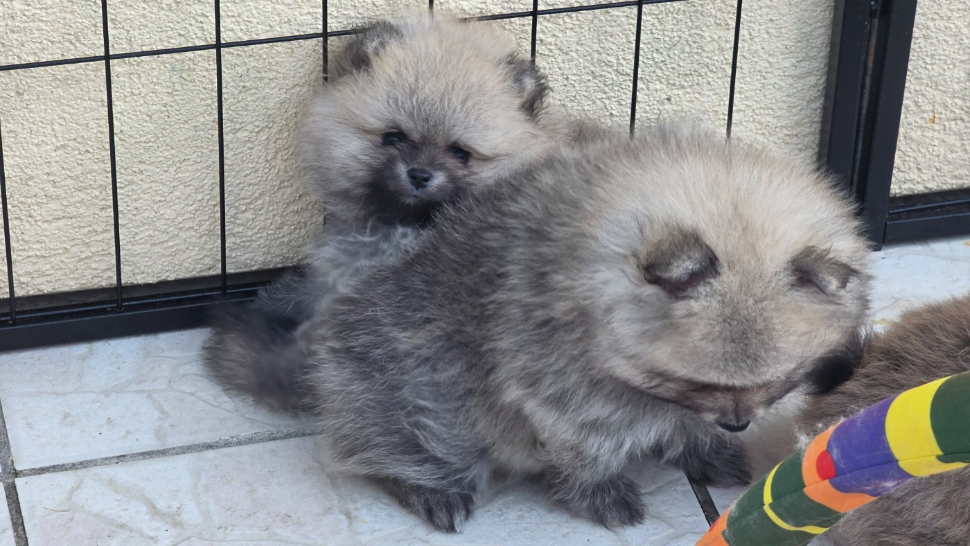 du jardin de Mesoz - Chiots disponibles - Spitz allemand