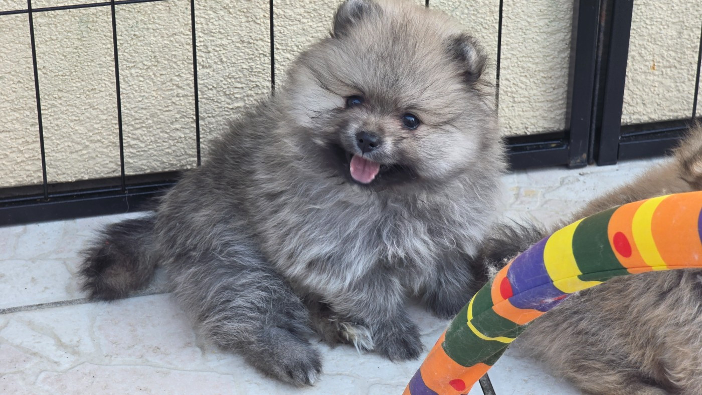 du jardin de Mesoz - Chiots disponibles - Spitz allemand