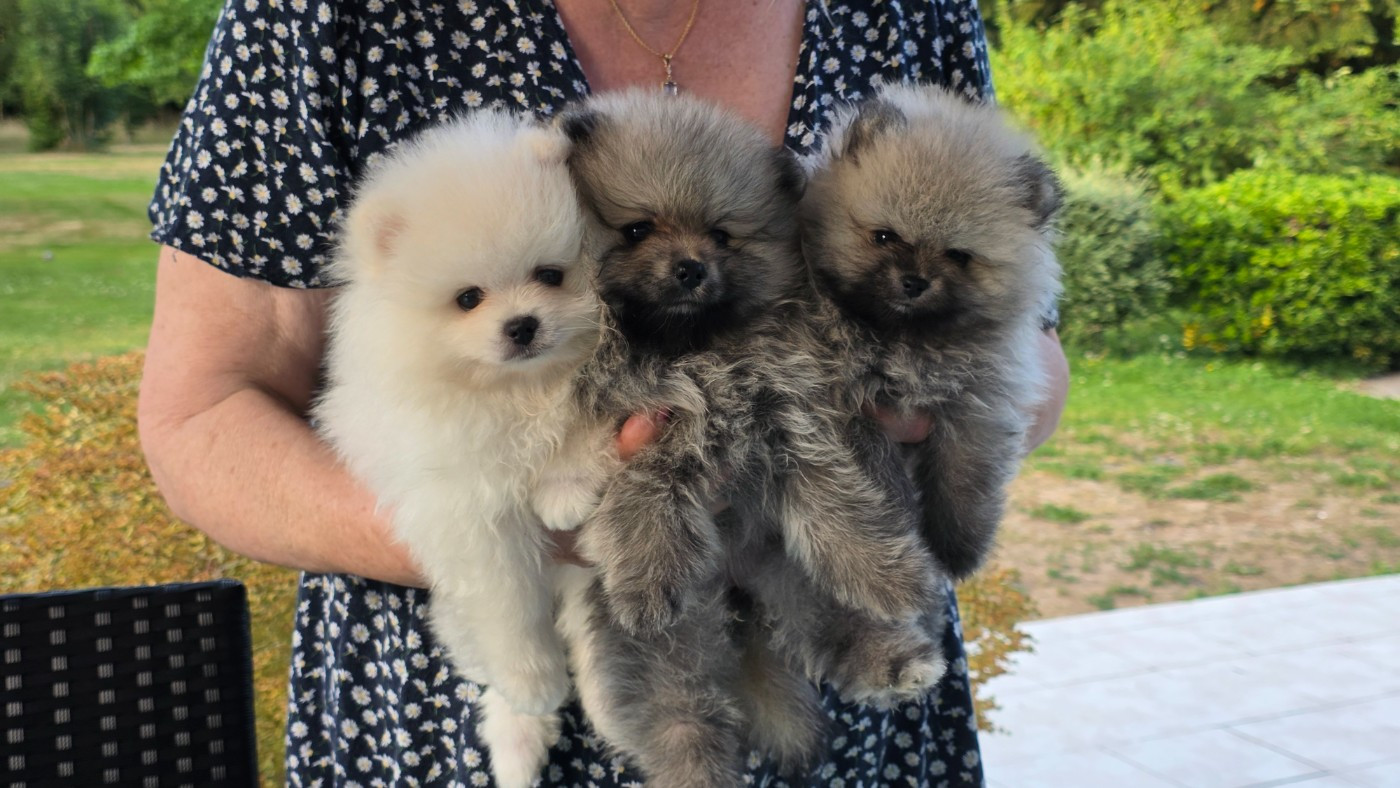 Chiot Spitz allemand du jardin de Mesoz