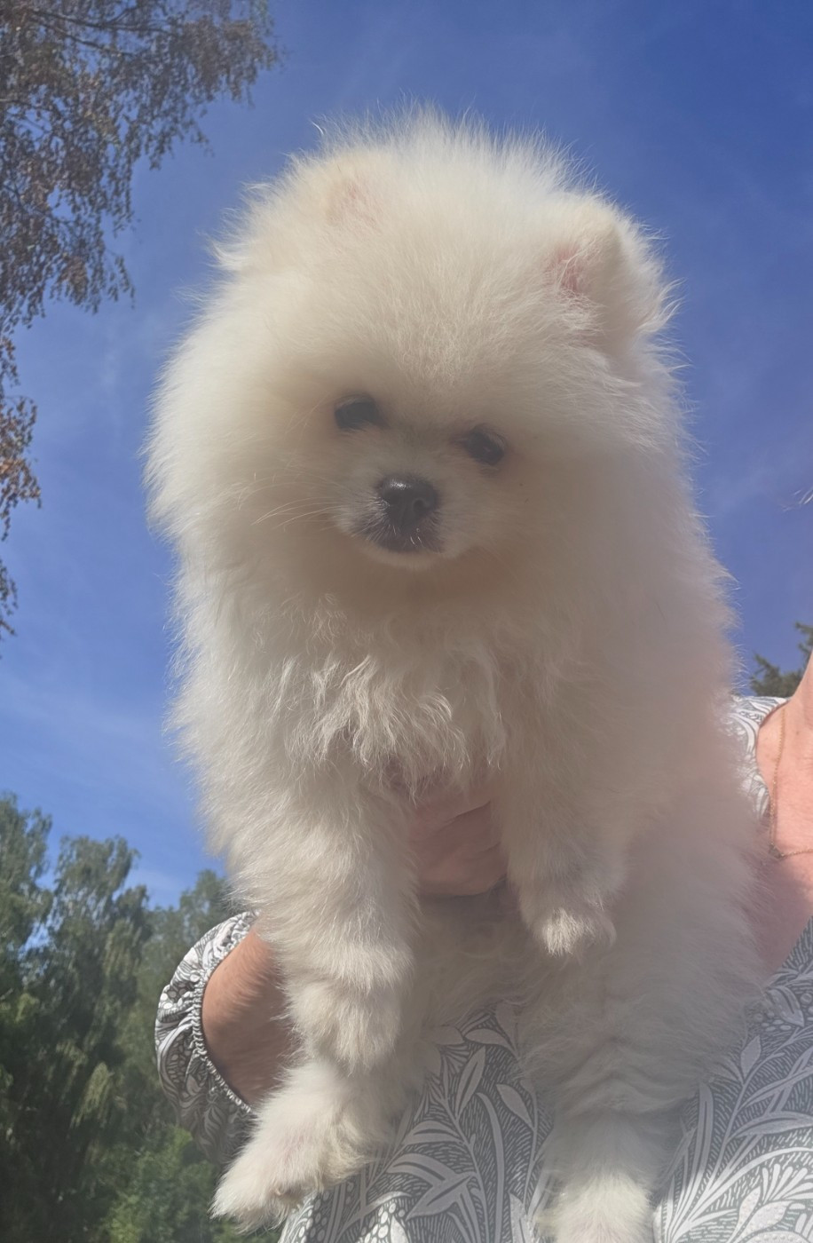 du jardin de Mesoz - Chiots disponibles - Spitz allemand
