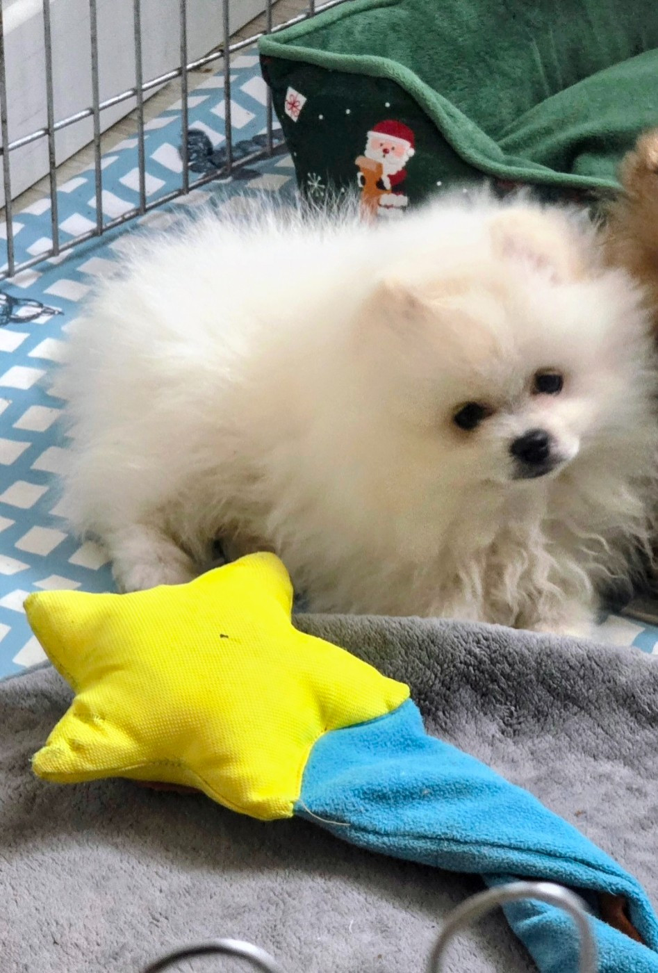 du jardin de Mesoz - Chiots disponibles - Spitz allemand