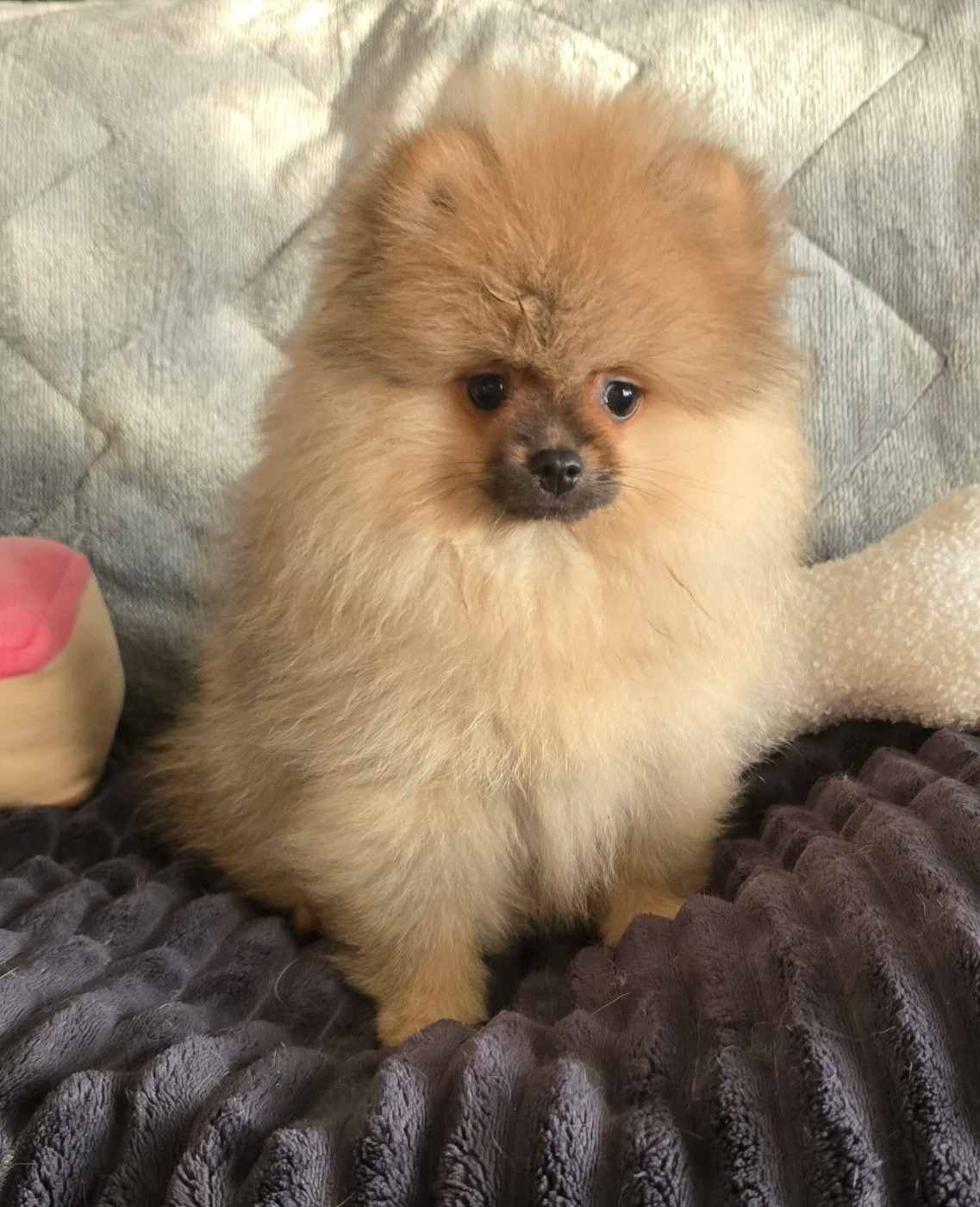 du jardin de Mesoz - Chiots disponibles - Spitz allemand