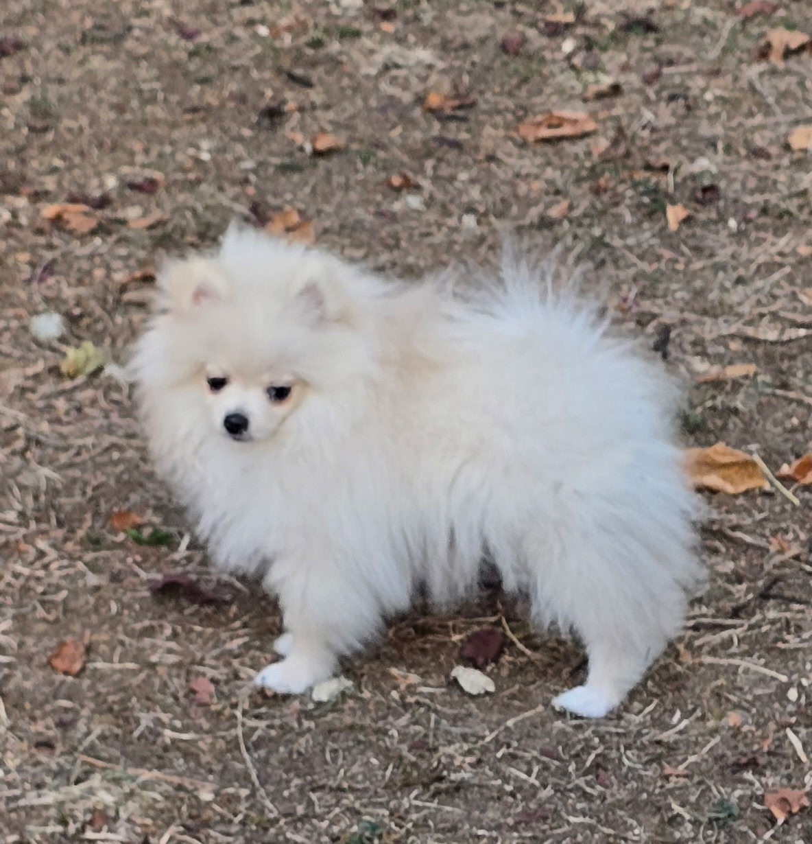 du jardin de Mesoz - Chiots disponibles - Spitz allemand