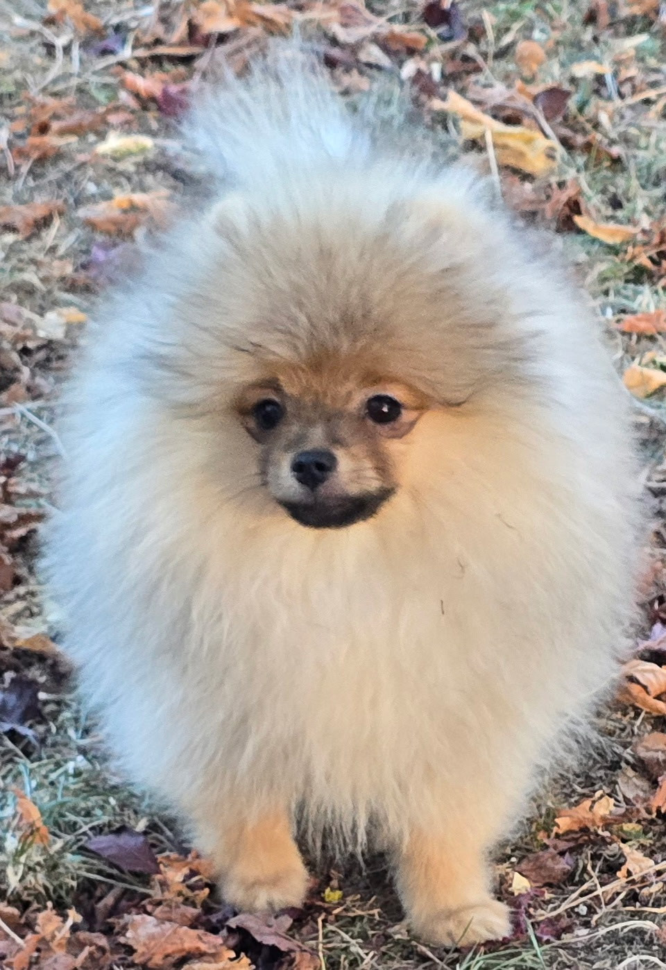 du jardin de Mesoz - Chiots disponibles - Spitz allemand