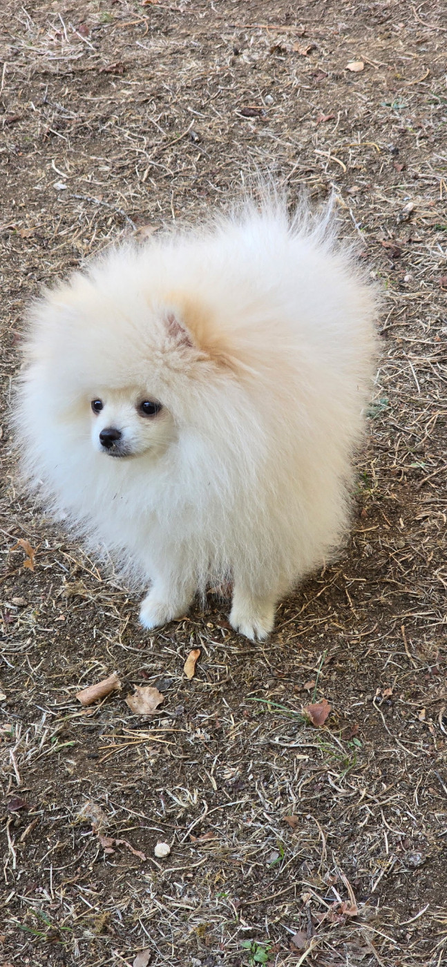 du jardin de Mesoz - Chiots disponibles - Spitz allemand