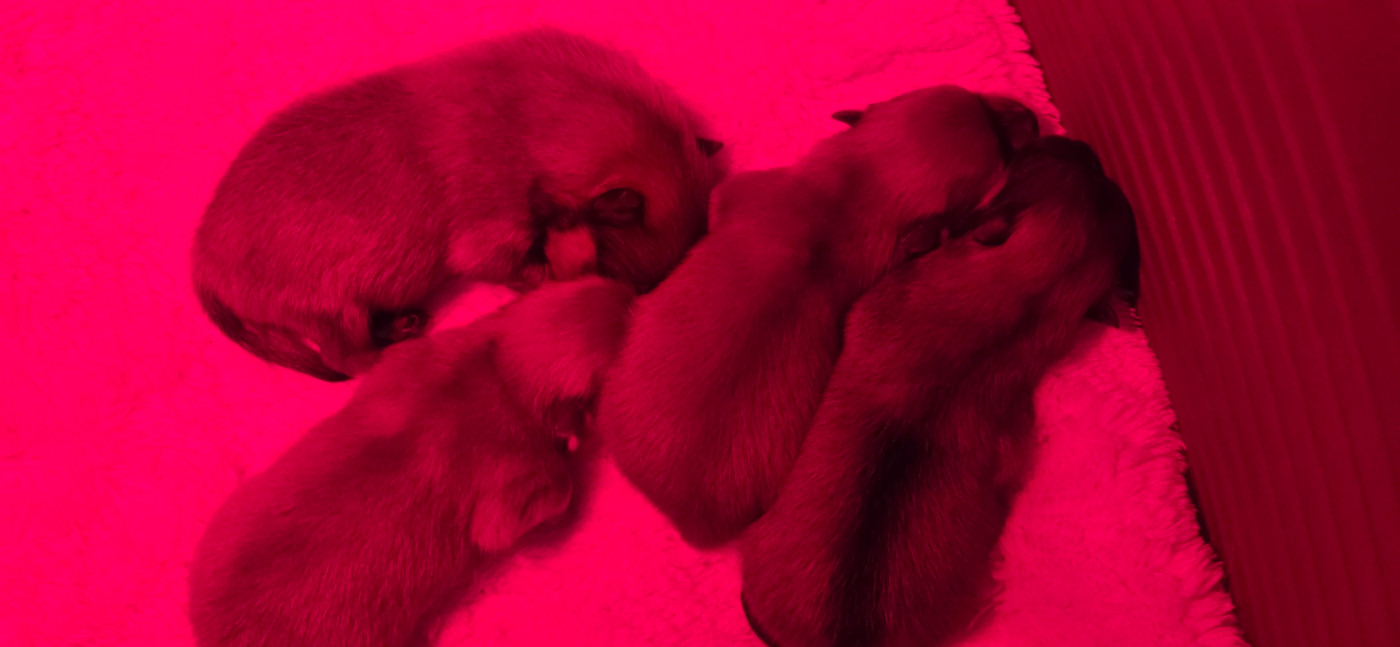 du jardin de Mesoz - Chiots disponibles - Spitz allemand