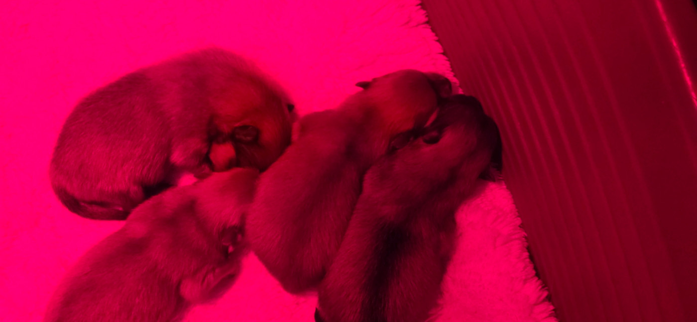 du jardin de Mesoz - Chiots disponibles - Spitz allemand