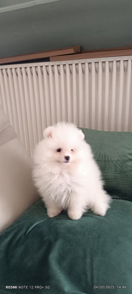 du jardin de Mesoz - Chiots disponibles - Spitz allemand