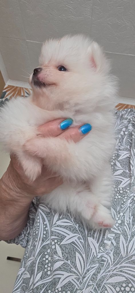 du jardin de Mesoz - Chiots disponibles - Spitz allemand