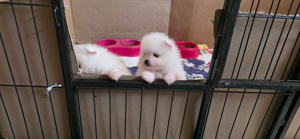 du jardin de Mesoz - Chiots disponibles - Spitz allemand