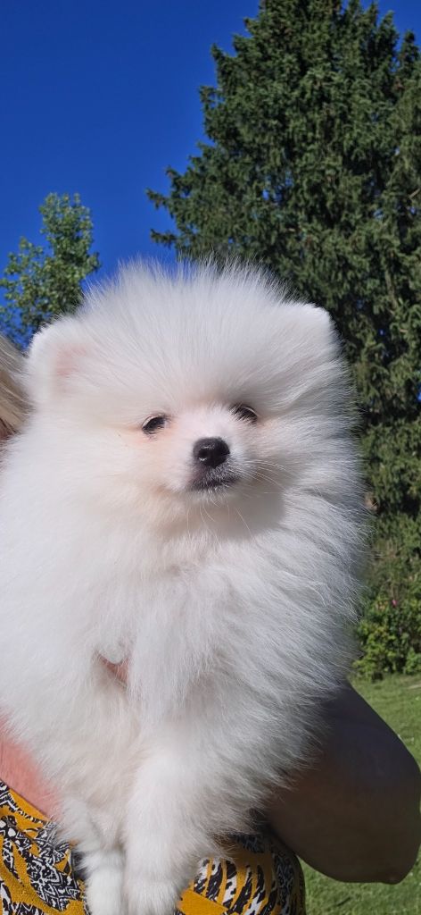 du jardin de Mesoz - Chiots disponibles - Spitz allemand