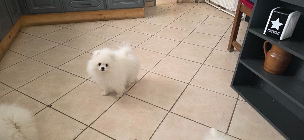 du jardin de Mesoz - Chiots disponibles - Spitz allemand